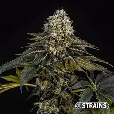 Buy Grape Cake CBD by GB Strains - Growbarato