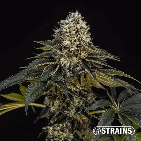 View Buy Grape Cake CBD by GB Strains - Growbarato