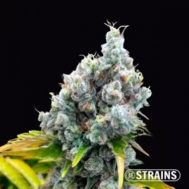 Buy Fruntz by GB Strains - The Green Brand