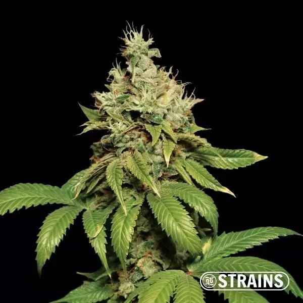 View Buy Banana Waffelz by GB Strains - GB