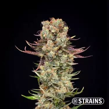 Unicorn Poop by GB Strains - Grow Barato