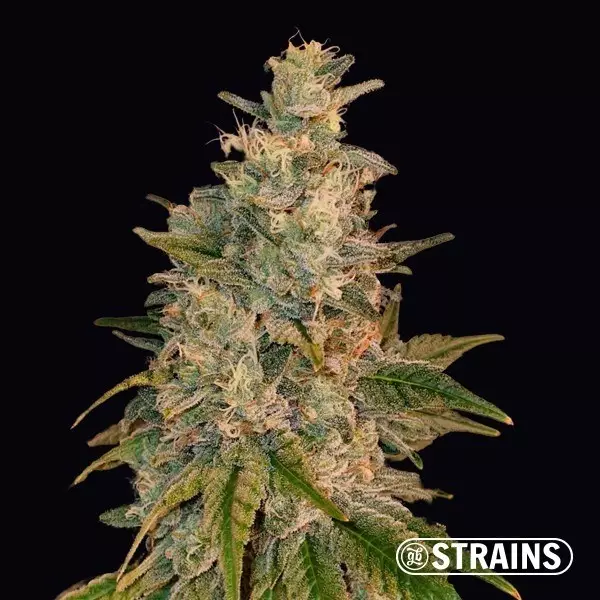 View New Glue by GB Strains Feminized Seed - GB