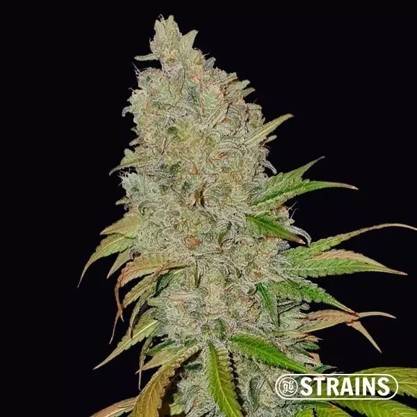 View Blue Cheese CBD by GB Strains - GB