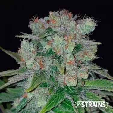 Strawberry Cake CBD by GB Strains -GB