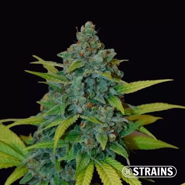 View Strawberry Banana GB Strains, feminized - GB