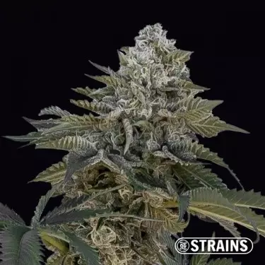 Auto Frosted Cake CBG by GB Strains - GB The Green Brand