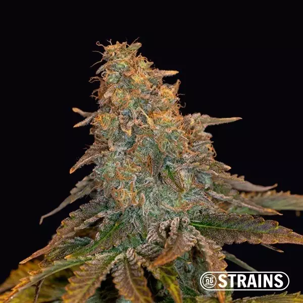 View Auto Grand Daddy Purple XXL by GB Strains - Growbarato