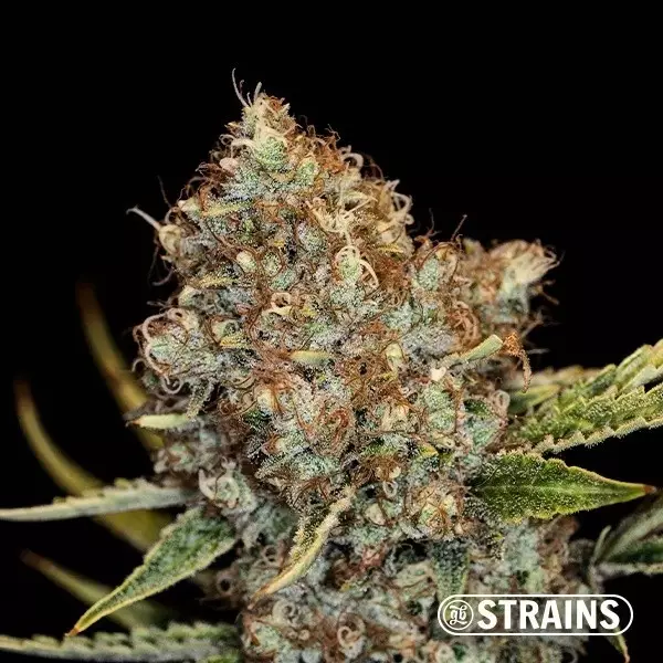 View Auto Mimosa Cocktail XXL