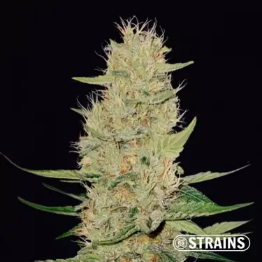 Buy Auto Unicorn Poop by GB Strains - GB