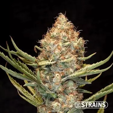 Auto New Glue XXL by GB Strains - Grow Barato