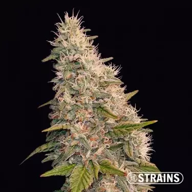 Auto Velvet Krush by GB Strains - Grow Barato