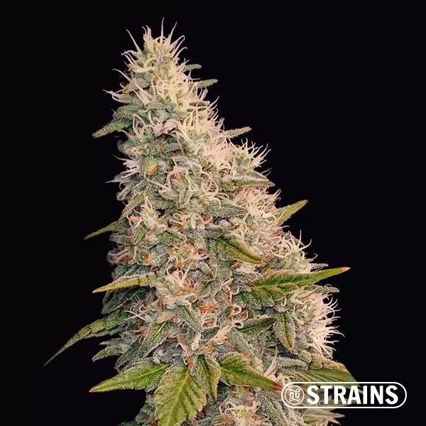 View Auto Velvet Krush by GB Strains - Grow Barato