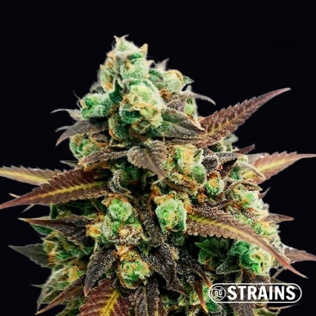 Auto Tangerine Kush GB Strains