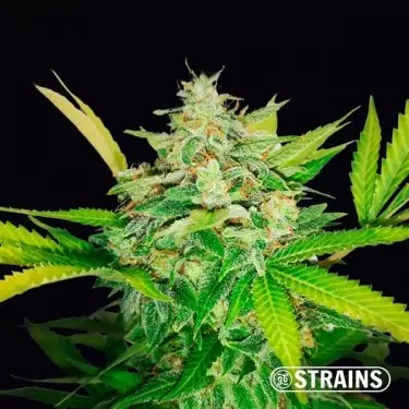 Auto Gold Pineapple by GB Strains - GB