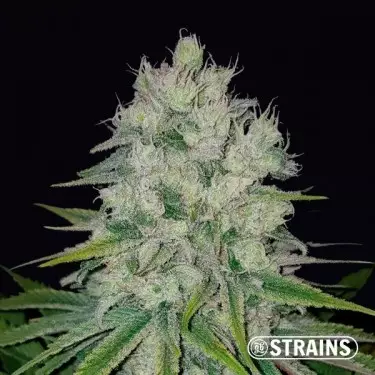 Auto Pluto Feminized - Bulk/Loose Seeds - GB