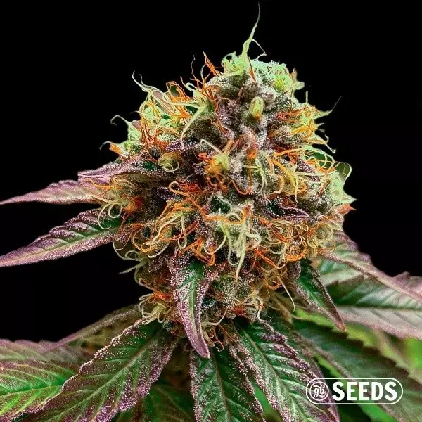 View Forbidden Fruit