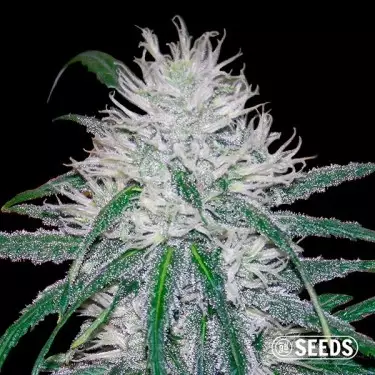 Bolo de casamento rápido