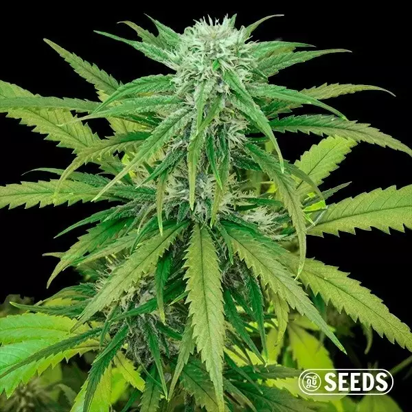 View Crítico rápido