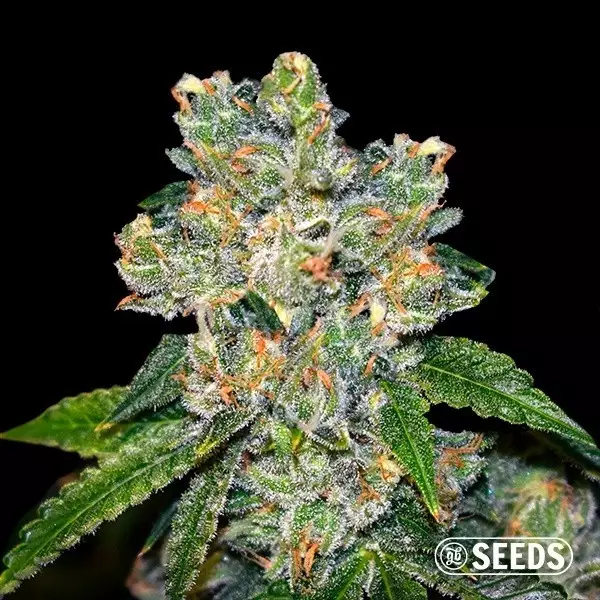 Amnesia CBD 100% Feminizada