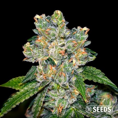 Amnesia CBD Semillas A 1 Euro