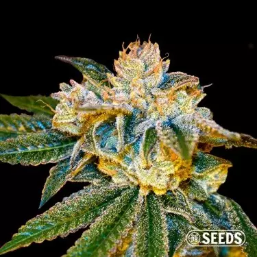 Buy Gorilla 4 Fast - GB The Green Brand