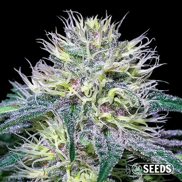 Original Amnesia Fast