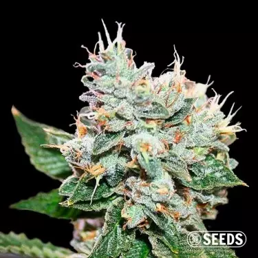 Larry OG S1 100% Feminizada