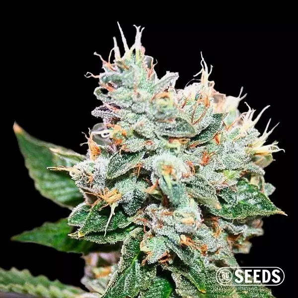 View Larry OG S1 100% Feminizada