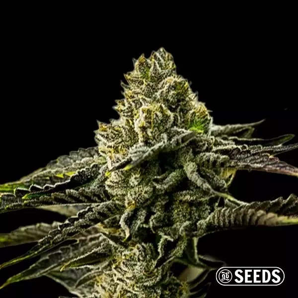 View Banana Punch feminizada