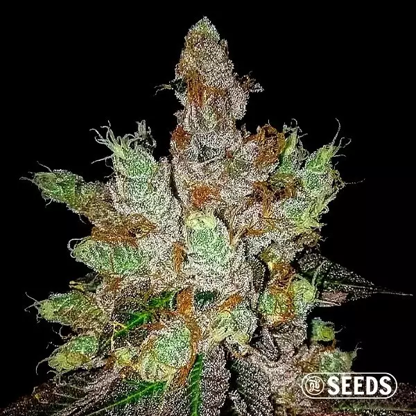 View GMO Cookies Feminized by GB Seeds - Grow Barato
