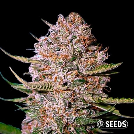 Critical CBD 100% feminizada