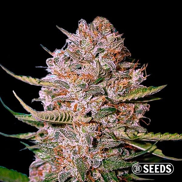 critical cbd from gb seeds