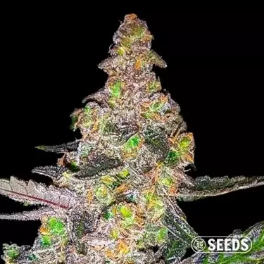 Runtz cannabis plant