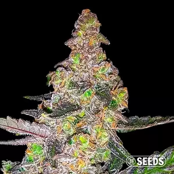 View Runtz cannabis plant