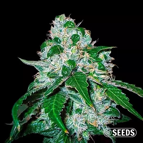 Critical Widow Feminized bulk seeds - GB