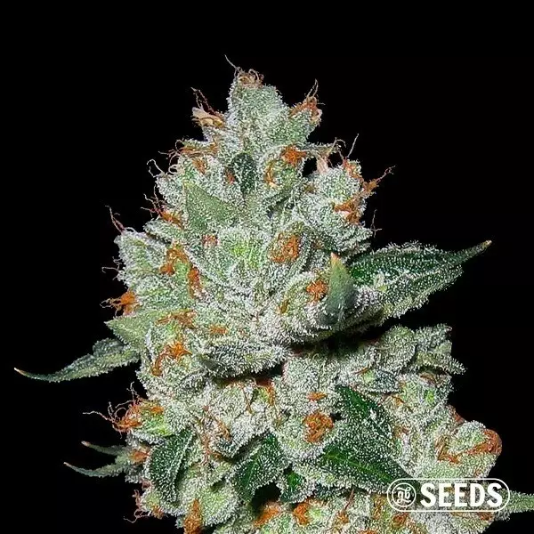 OG Kush 100% feminizada