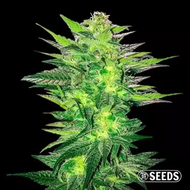 Critical x Somango 100% feminizada