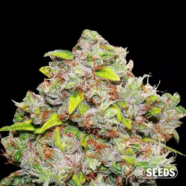 View 100% Feminized Kronik quality bulk seeds - GB