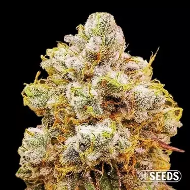 Orange Bud in bulk 100% - Feminized - GB