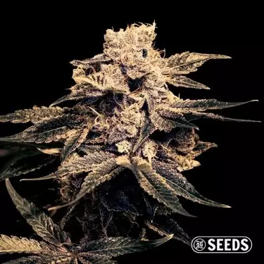 Matanuska 100% feminized bulk seeds - GB