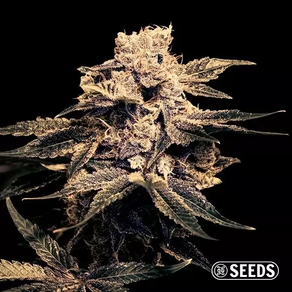 Matanuska 100% feminized bulk seeds - GB