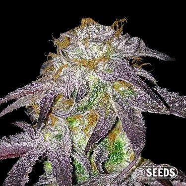 Preto Domina 100% feminizado