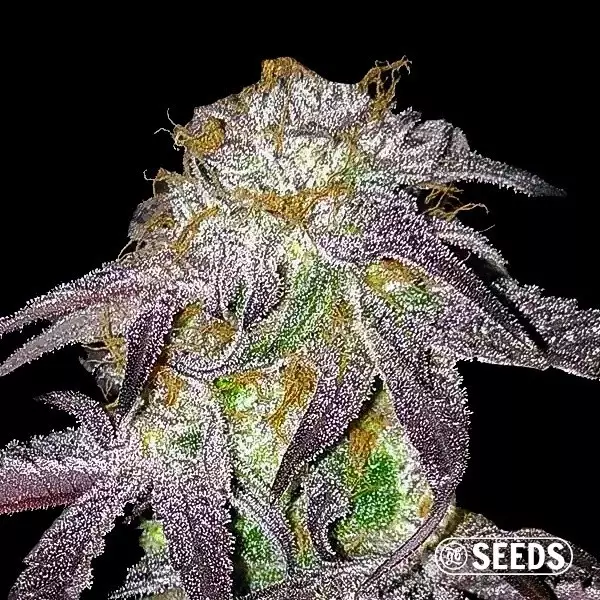 Black Domina 100% feminizada