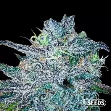 BlueBerry 100% feminized bulk seeds- GB