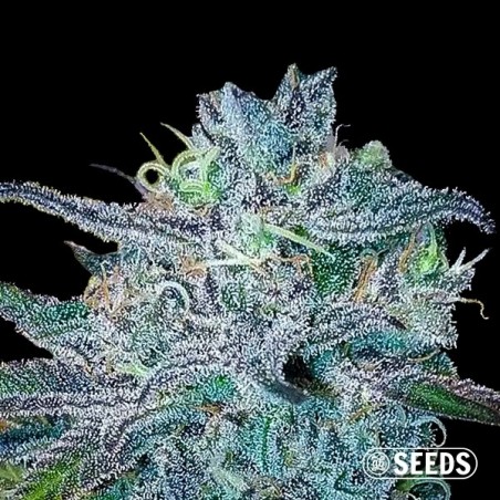 BlueBerry 100% feminizada