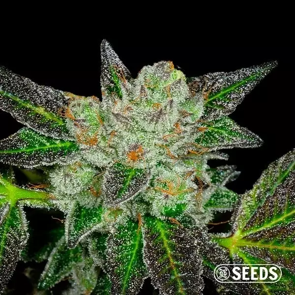 Original GB Feminized seeds - GB The Green Brand