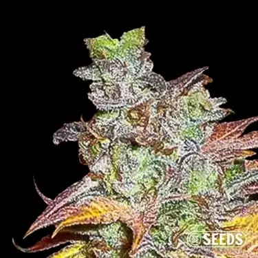 Caramel 100% feminized Seasonal seeds - GB