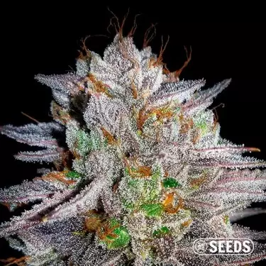 Somango 100% feminizada