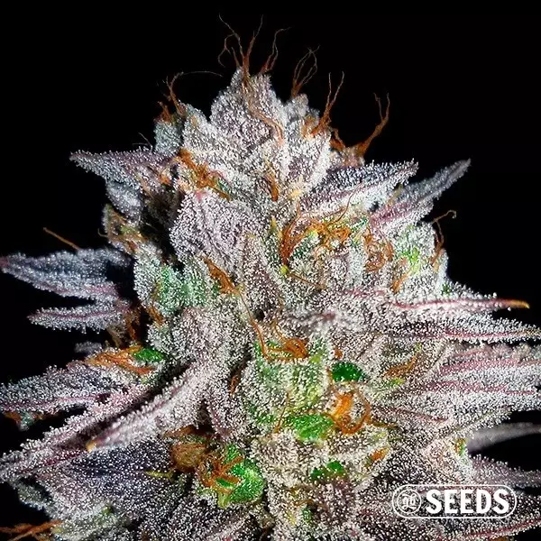 View Somango 100% feminizado