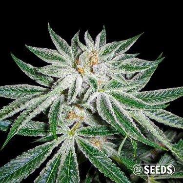 Plante de cannabis White Widow